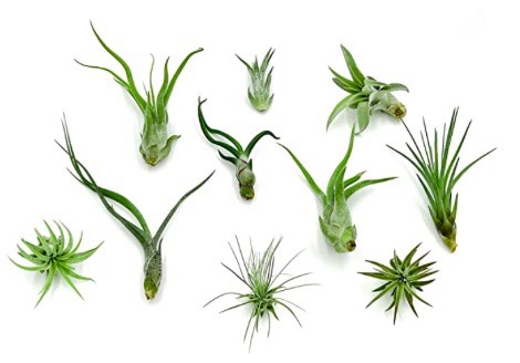 Air Plant & Beads for Small Pot